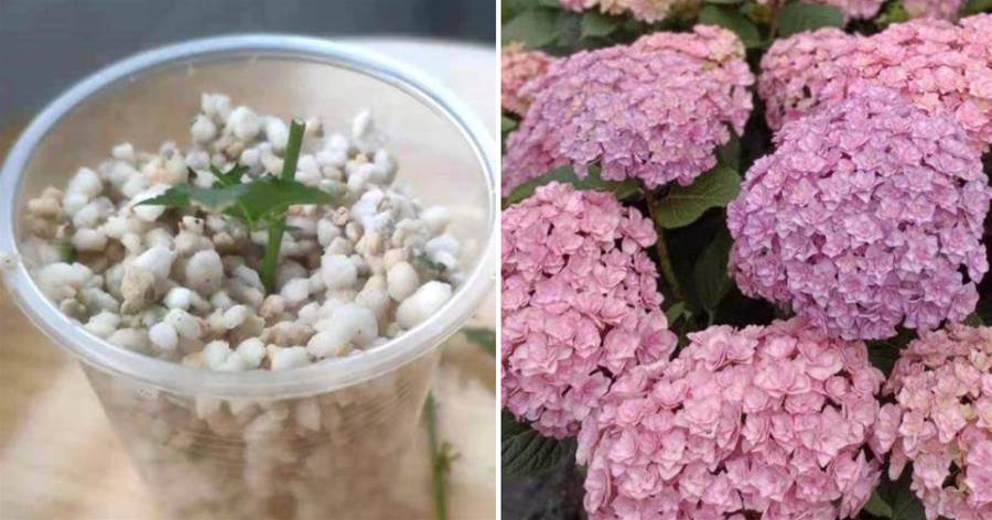 4種花，趁著8月扦插一波，生根快好成活，明年陽台變花海