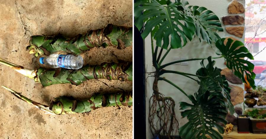 家養龜背竹，巧用2個「小竅門」，桿子比瓶粗，葉子近半米