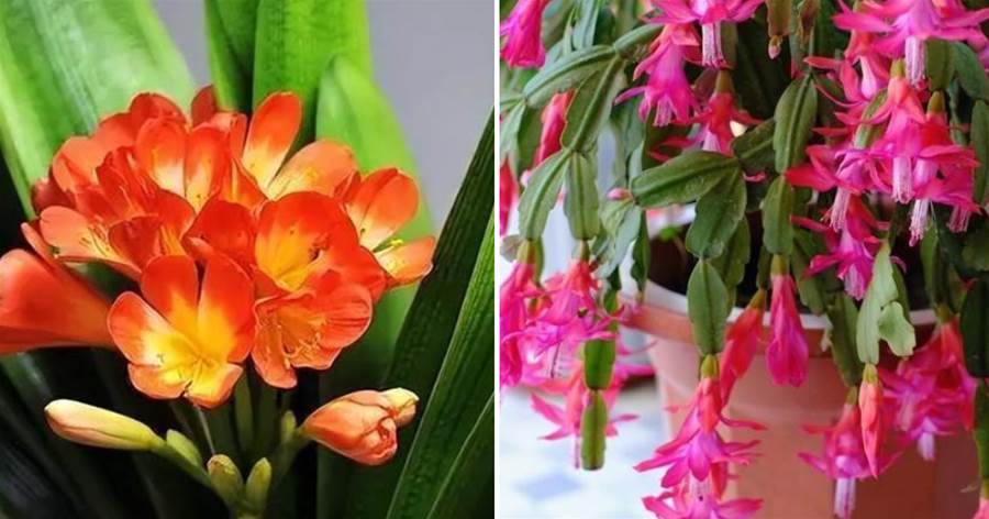 家里這3種花，夏天要「懶養」，管住手越養越旺，過來人的經驗