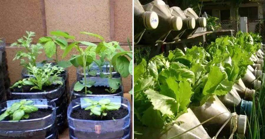 用空的「塑料桶」別丟，這「3種」方法來養花種菜，收成快！