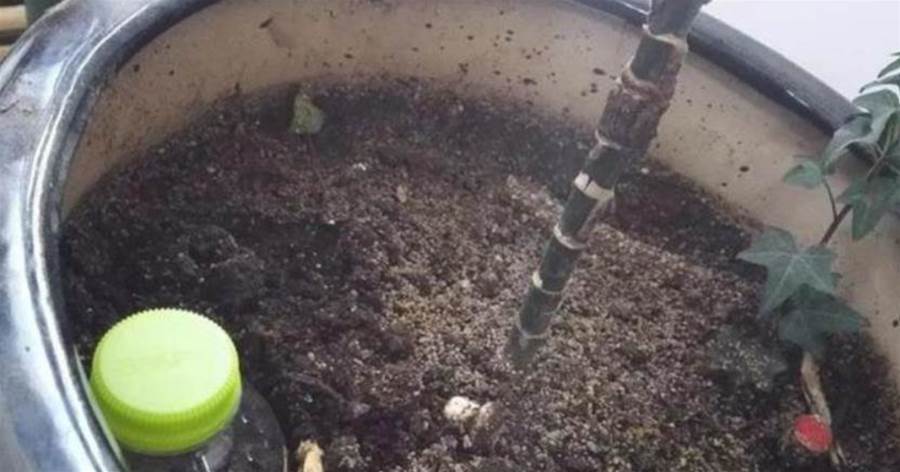 10年老花農的養花秘訣：土里埋個塑料瓶，施肥沒味長得旺