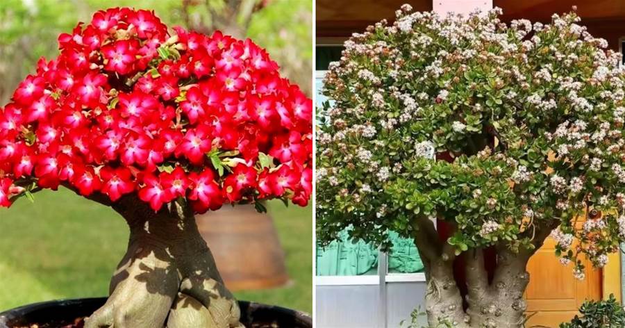9種「養不死」的花，小盆少澆水，能養幾十年，變成「吉利樹」