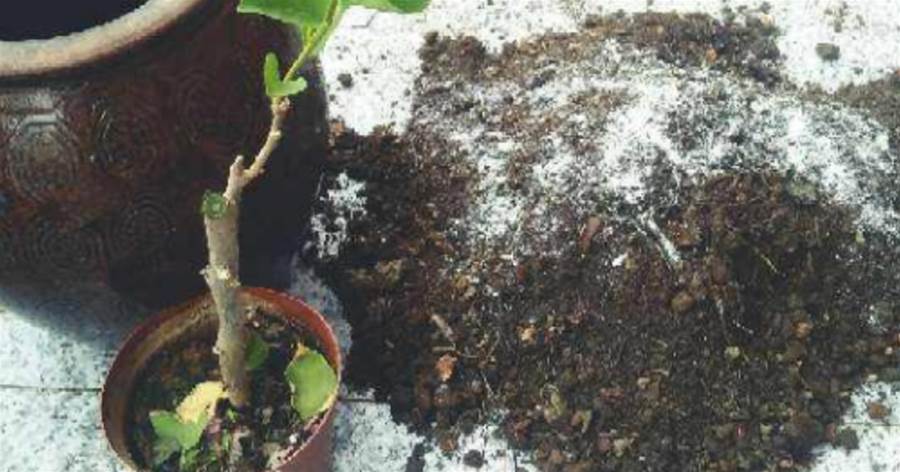 換盆的舊土別扔，加點料「捂一捂」，3個月后又是松軟的大肥土，養啥都旺盛
