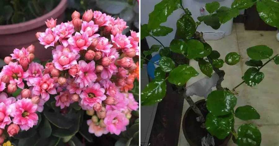 2種花千萬別買老樁，越老越不開花，1個小方法，復壯猛開花