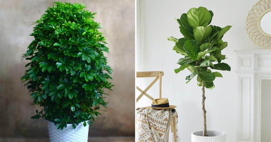 5種「大綠植」，往客廳一擺，大氣又漂亮，既干凈又好養
