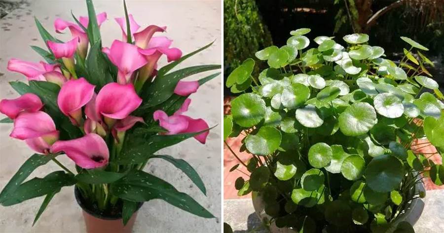 4種花「嗜水如命」，一刻也不能斷水，缺了就蔫，看看你家有嗎？