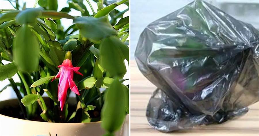 這3種花9月還不開花？趕緊「黑處理」，越「處」越開，越開越多