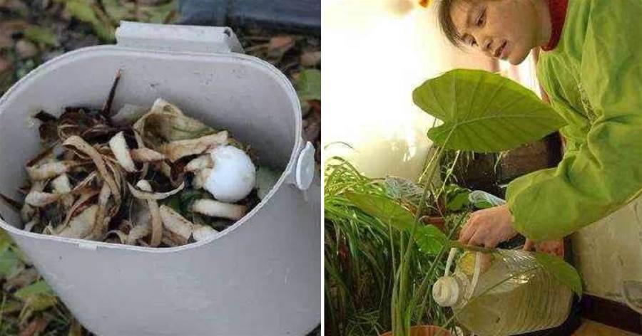 這5種「生活廢料」千萬別扔，往花盆里加一點，葉子油綠開花猛！