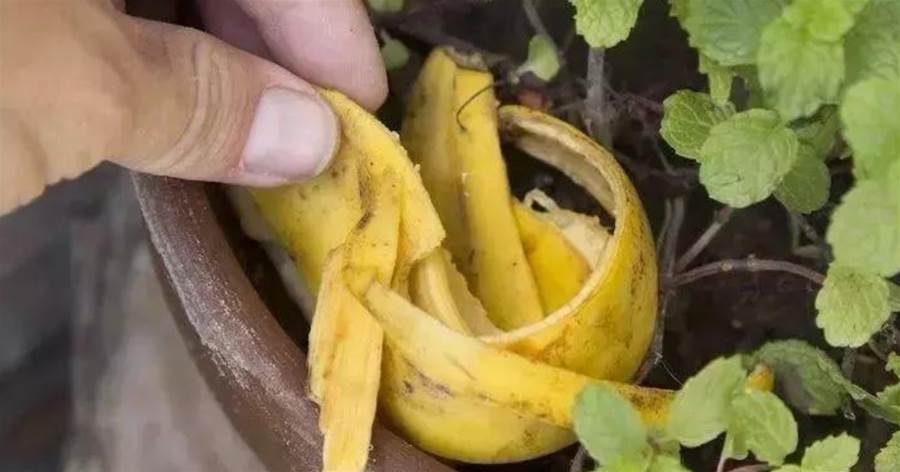 養花這麼多年，才知道，有些「問題」用點香蕉皮就能解決