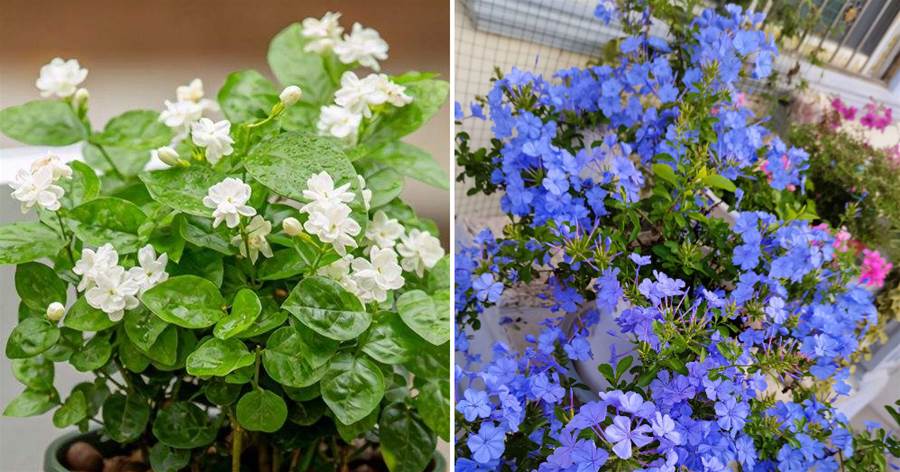 5種花像「大水桶」，一曬就干旱，缺水就完蛋，勤澆水才能養好它