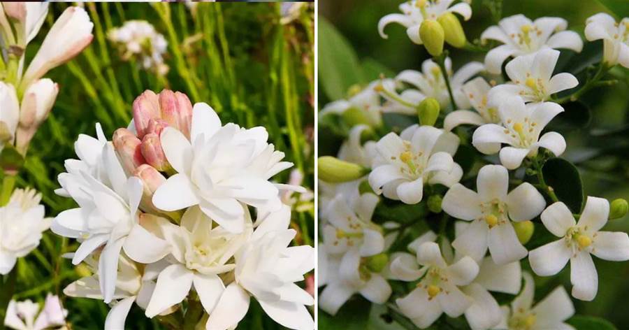 5種「香水花」，開花香味濃，養護難度也不大，適合新手養