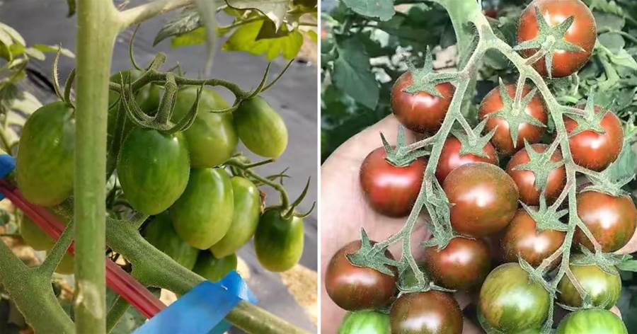 家庭養小番茄，簡單「3步」，植株旺盛長得高，果子多很漂亮