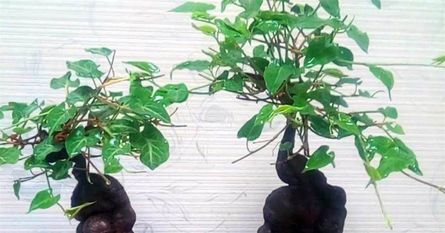它是「四大仙草」之一，與人參靈芝齊名，農村常見，做盆景很美