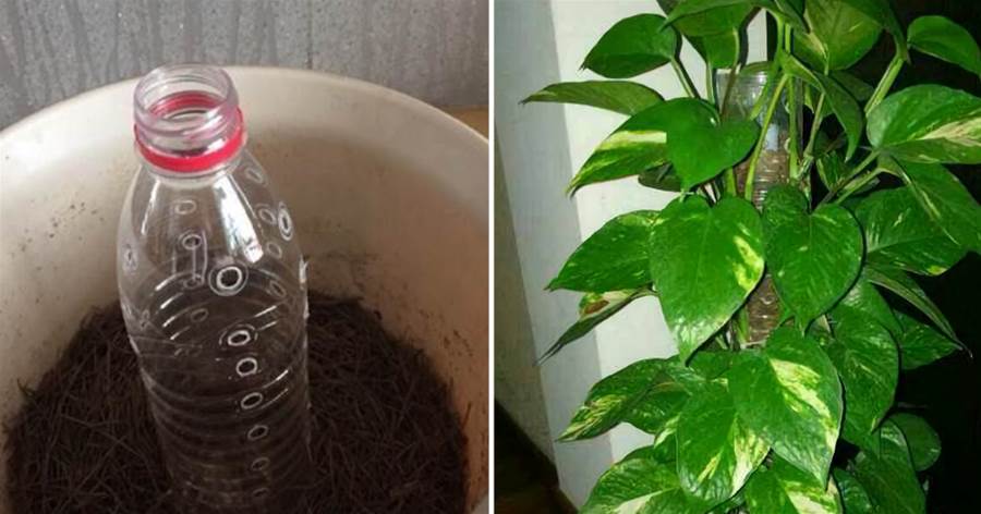 塑料瓶是個寶，能把綠蘿養成「樹」，簡單處理，6個能長1米多