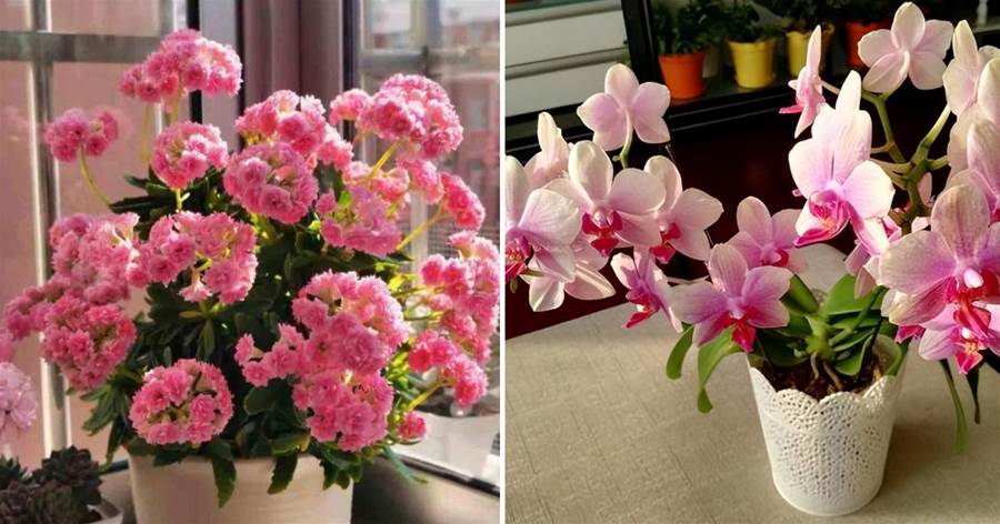 七種洋氣花，適合現在養，客廳一放，高檔大氣，開花更有好寓意