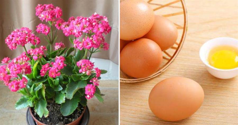 養長壽花就要用「雞蛋」，一個喂下去，開花瘋長攔不住！