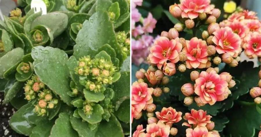 秋天養長壽花，有「3怕1喜」，做對了枝頭長滿花苞