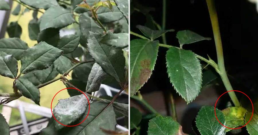 養花必備3種「殺菌水」，1分錢不花，花兒不生病，開花多！