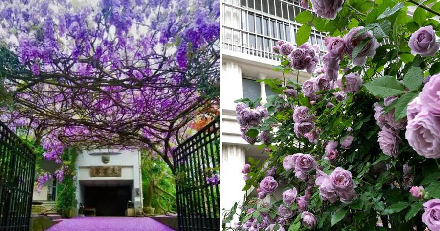 家里有院子，建議種3種「爬藤花」，一次種植，多年賞花，很劃算
