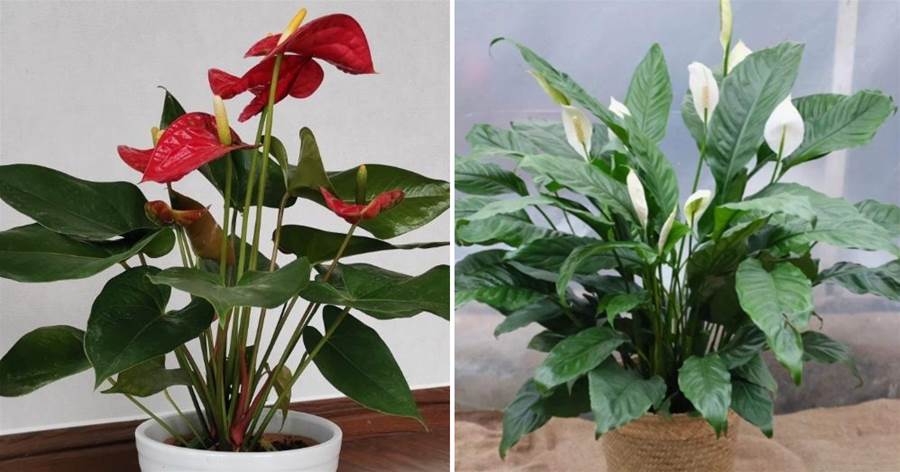 5種「養人花」，開花漂亮，還能凈化空氣，適合室內養