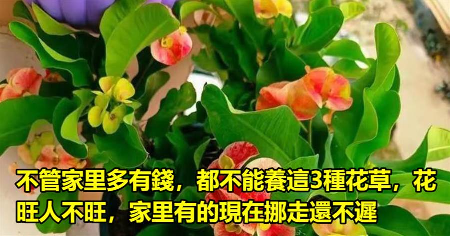 不管家里多有錢，都不能養這3種花草，花旺人不旺，家里有的現在挪走還不遲