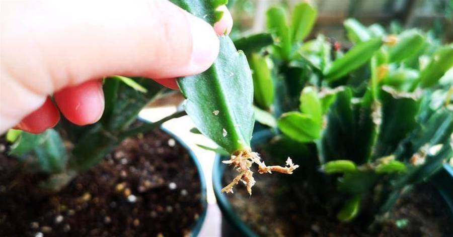 10月扦插花卉正當時，枝條粘土就生根，來年開成小花園，別錯過了