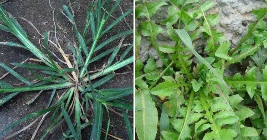 30種鄉間常見的「野草」，不少都是中藥材，老人遇見都會帶回家！