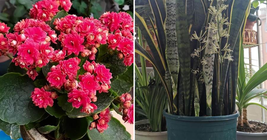 答應我，這6種「健康花」至少養一盆，人養花，花亦養人
