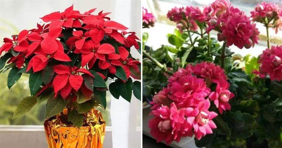 秋冬買花，就選這「3種」，春節正「開花」，一年好運氣