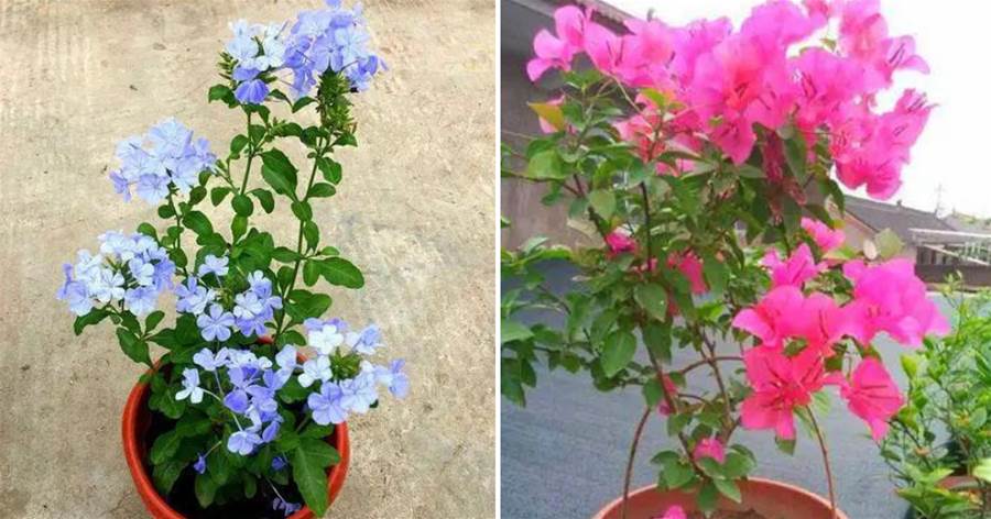 這3種花，盆養長勢差，不如放在室外，呼呼開花，變成「大花樹」