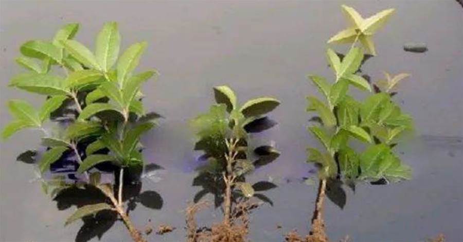 桂花樹怎麼扦插才能成活？168萬人圍觀的操作方法，可別錯過了！