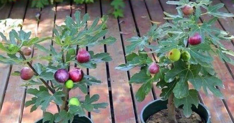 今年盆栽無花果，學會這「2招」，明年大豐收，果子大又甜