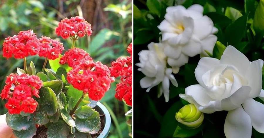 5種漂亮盆栽養小不養老，精致好看有格調，花色鮮艷適合新手