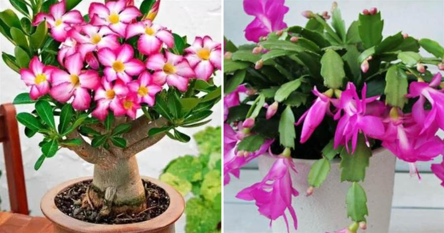 這「5種花」就喜歡「穿小鞋」，花盆越大越不容易開花，小盆養輕鬆爆盆