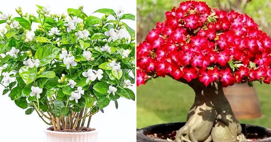 天冷了，這「10種花」立刻停肥少水，否則黃葉爛根，難過冬！