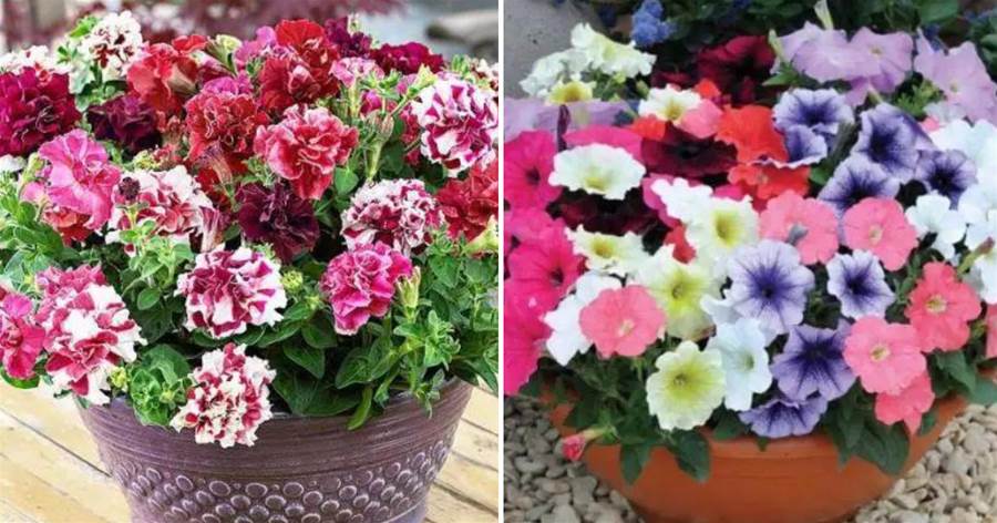 10月逛花市，這種花「別錯過」，天氣越冷，越猛開花！