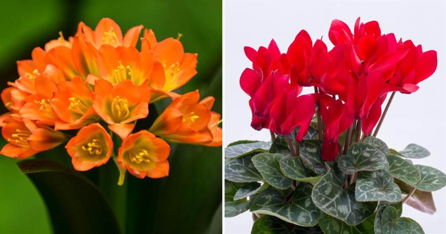 霜降后，最適合養這5種「吉祥花」，養護簡單猛開花，千萬別錯過！