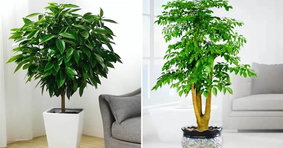5種「聚財花」，客廳養一盆，高檔吸廢氣，還有好寓意