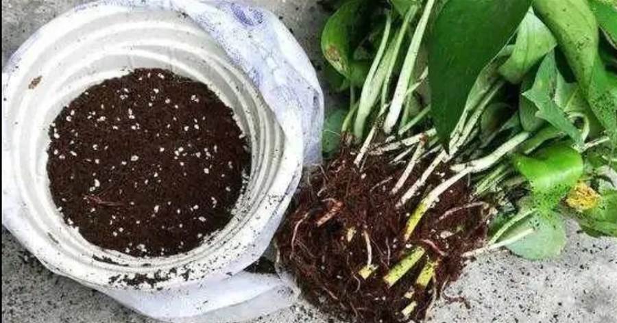 養花總爛根？老花匠教你5個「小技巧」，輕松解決積水爛根問題