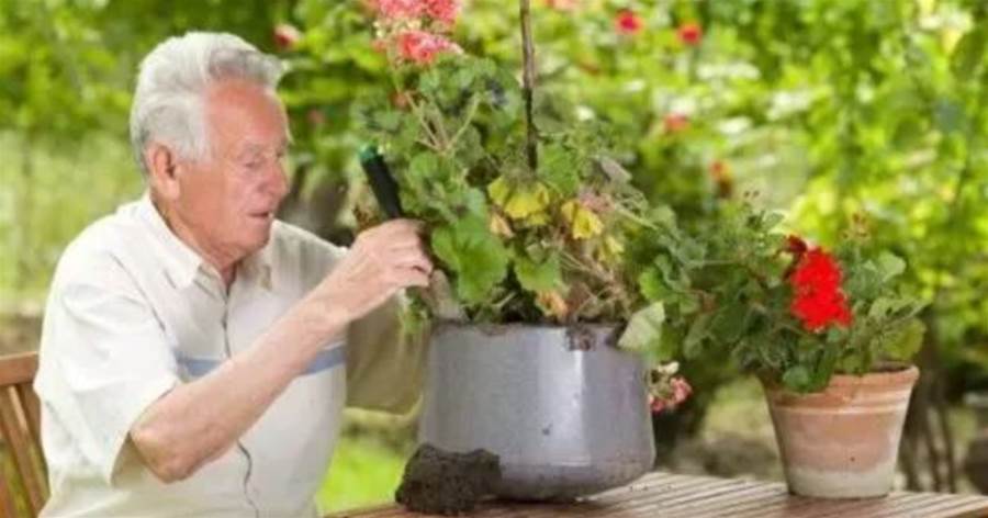 最適合中老年人養的7種花，老中醫都喜歡，趕緊養一盆，長壽又健康（值得收藏）