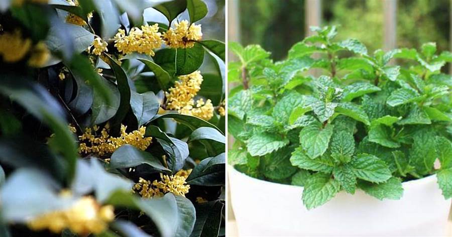4種漂亮的盆栽花卉，清新好看還能凈化空氣，養在家里對身體好