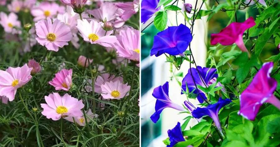 這「5種花」超好養，扔外面不管，依然生長旺盛，不停開花，很漂亮