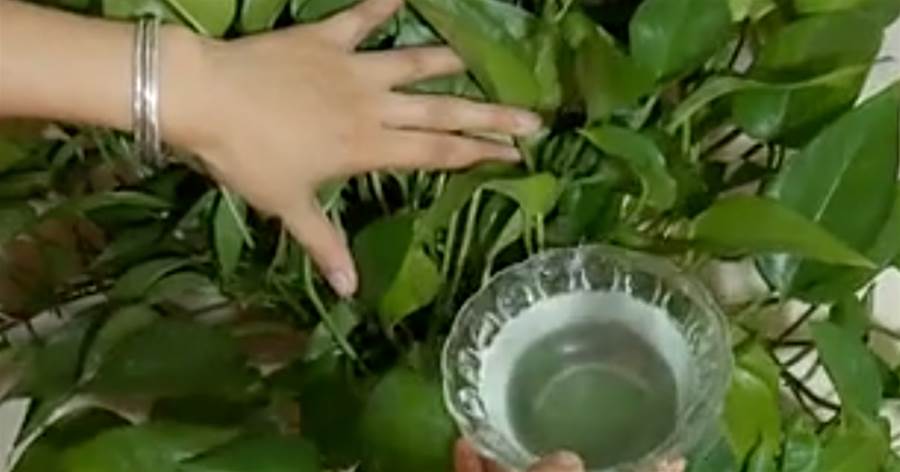 綠蘿盆里倒一碗水，不黃葉不枯萎，綠蘿油亮爆滿盆，太實用了