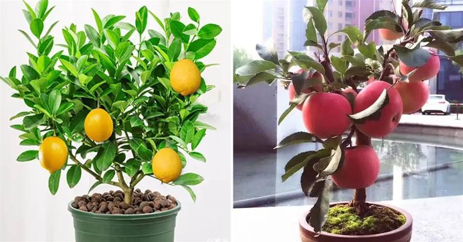 推薦8種水果盆栽，又能看又能吃，適合新手養護！