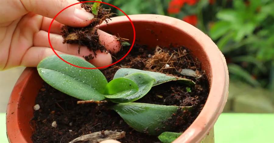 「胡蝶蘭」不能用「土壤」！植料選對了，根系旺、開花多