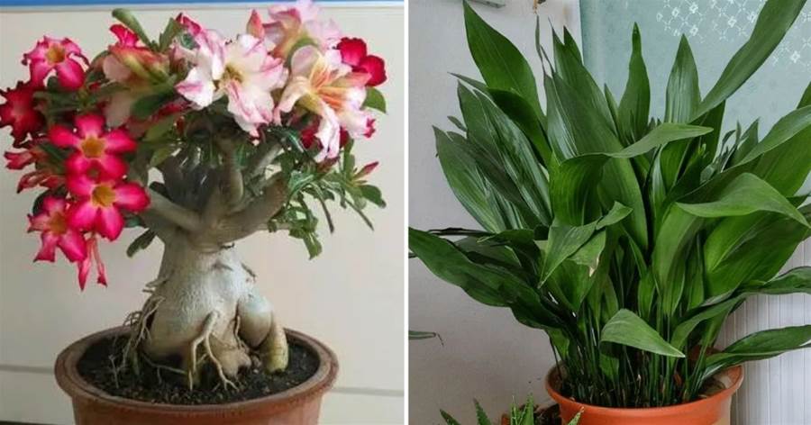 3種花太好養，堪稱「不死花」，個個九條命，盆土越干越易開花