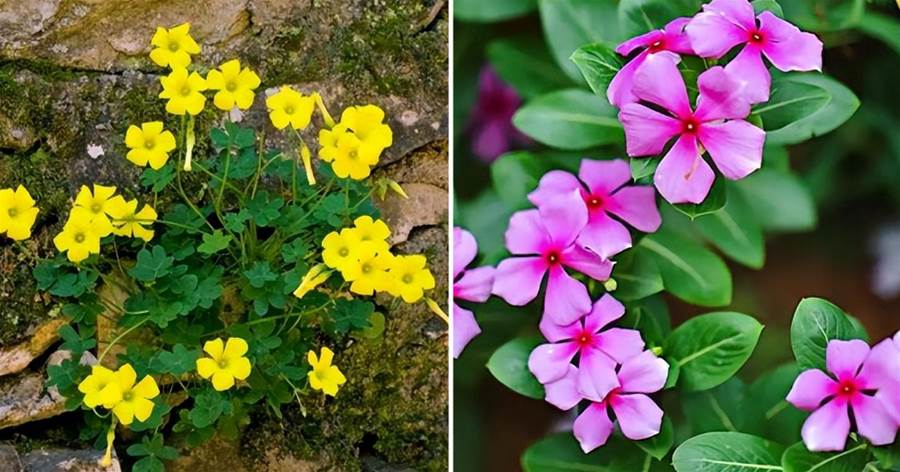 7種「無賴花」，開花「巨好看」，沾土就泛濫，越長越難除
