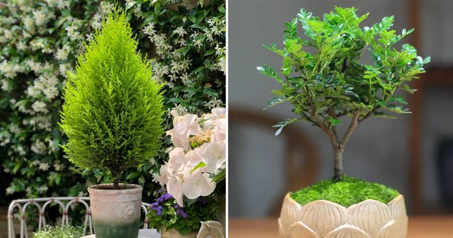 4種「盆景樹」，味香又好養，客廳養一盆，能香幾十年