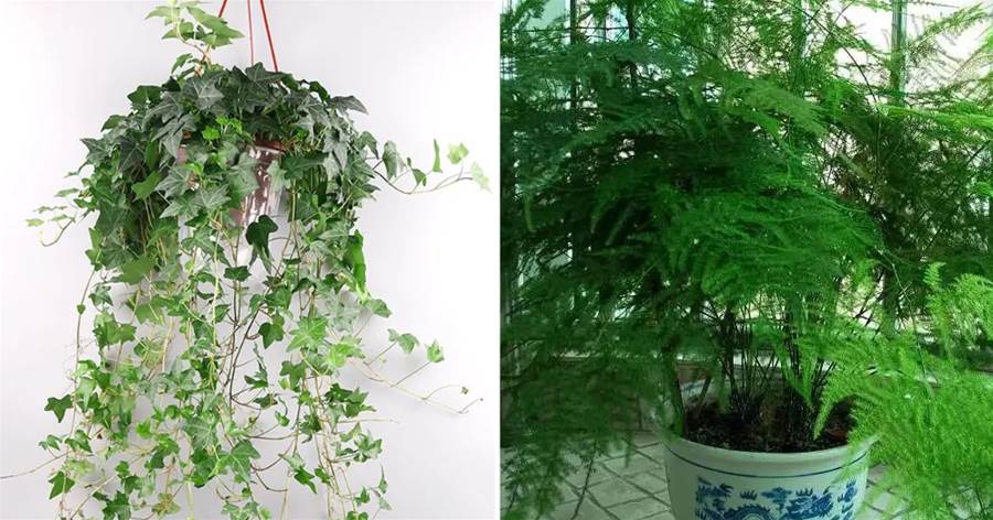 聰明人只養殖這「4種」植物，知道「原因」后，難怪心情愉悅、身體健康!