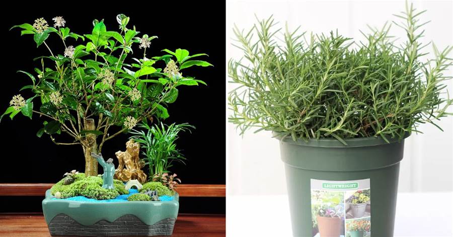 這8種對身體有益的盆栽植物，家里一定要養幾盆！